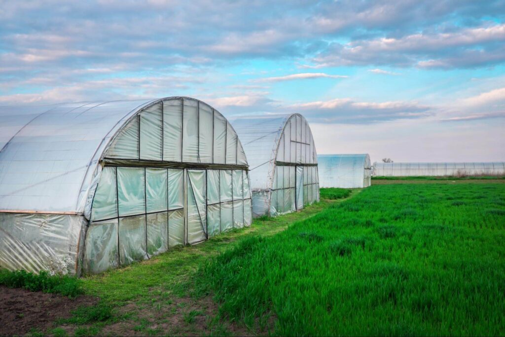 A row of agricultural greenhouses showcasing an ideal setting for attaching shade cloth to regulate sunlight, protect crops, and enhance growing conditions.