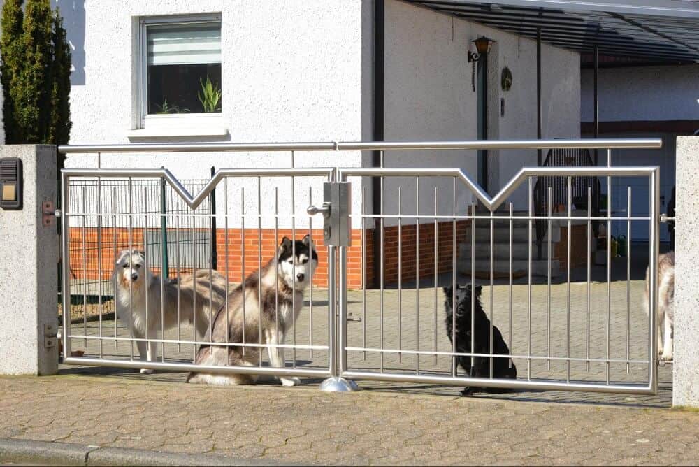 Three dogs sit behind a secure stainless steel dog-proof fence with vertical bars, showcasing a sturdy and safe fencing solution designed to prevent escapes and ensure pet protection in a residential setting.